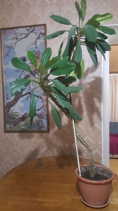 Цветок     пальма