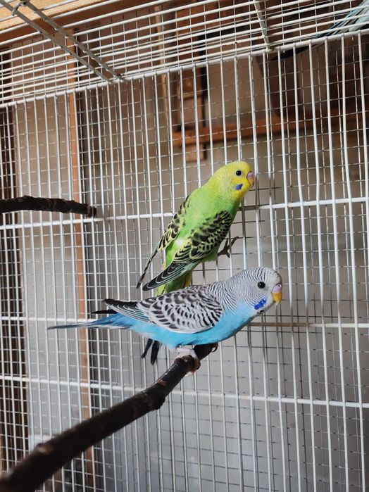 Pui Perusi disponibil