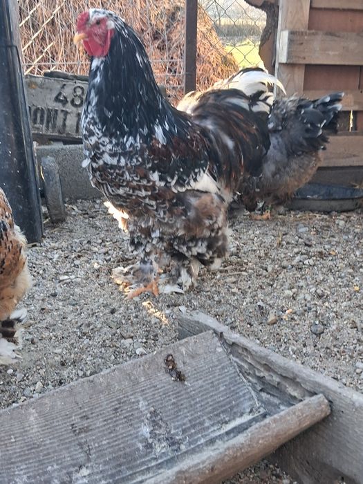 Vând ouă pentru incubat