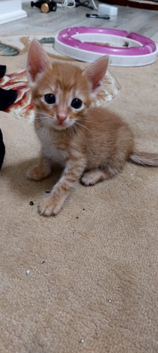 В добрые руки котенок