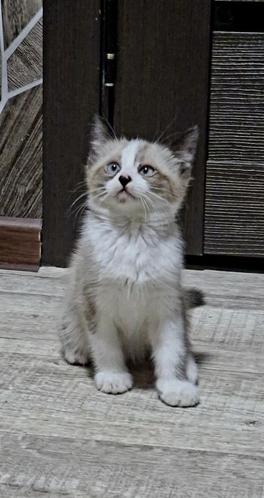 Котенок в добрые руки