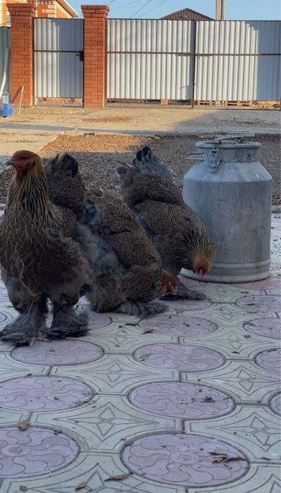 Инкубационные яйца Брама.