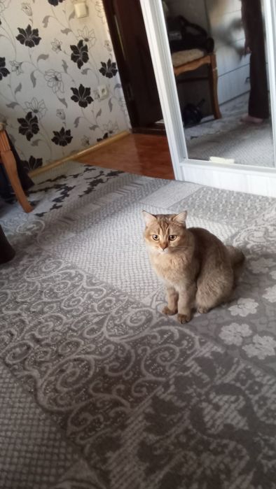 Кошка красивая и умная
