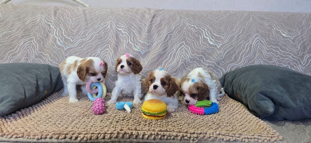 Щенков Кинг Чарльз Спаниель