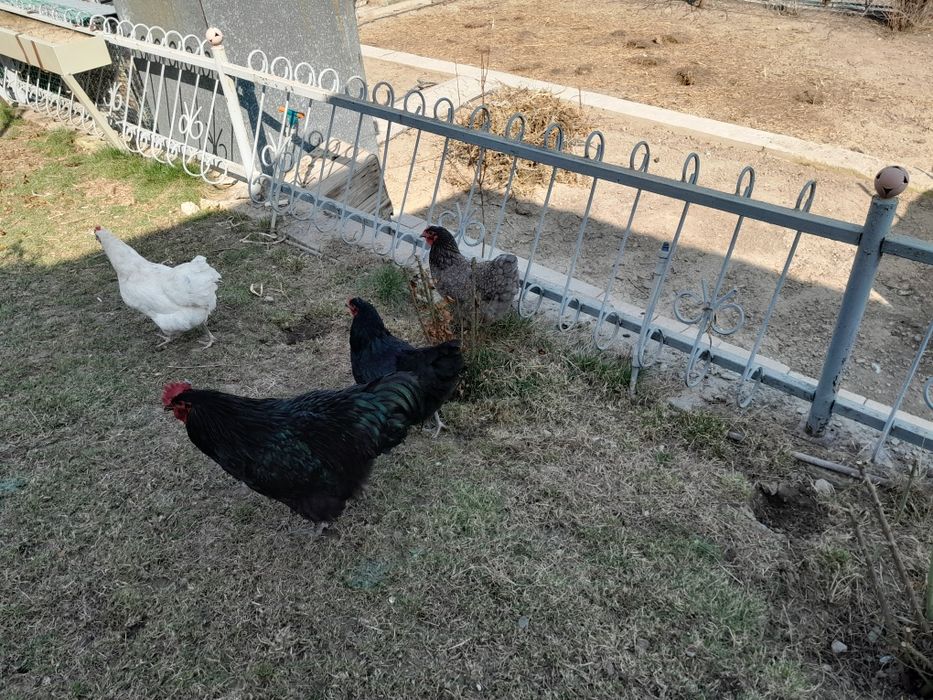 Инкубационное яицо