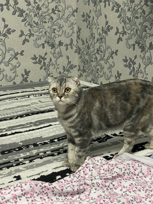 Мушуклар сотилади