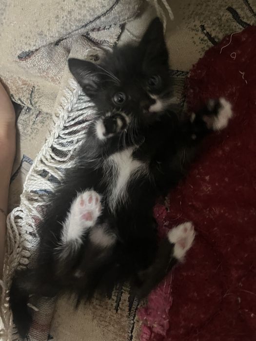 отдаю котят бесплатно