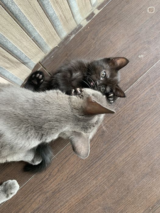 Отдам котенка кошечку