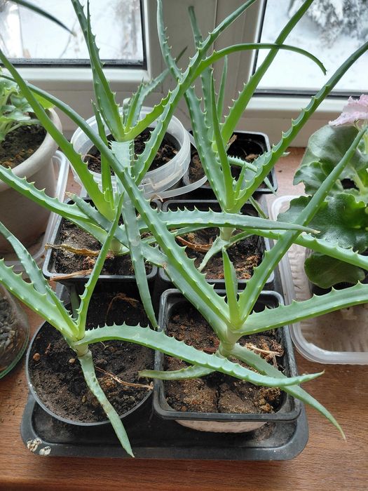 Алое древовидное