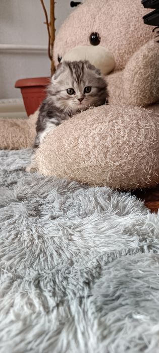 Котята шотландцы