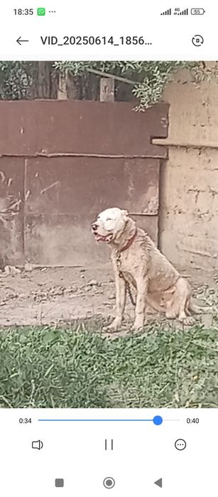 Помес күшік жасқа толмаған