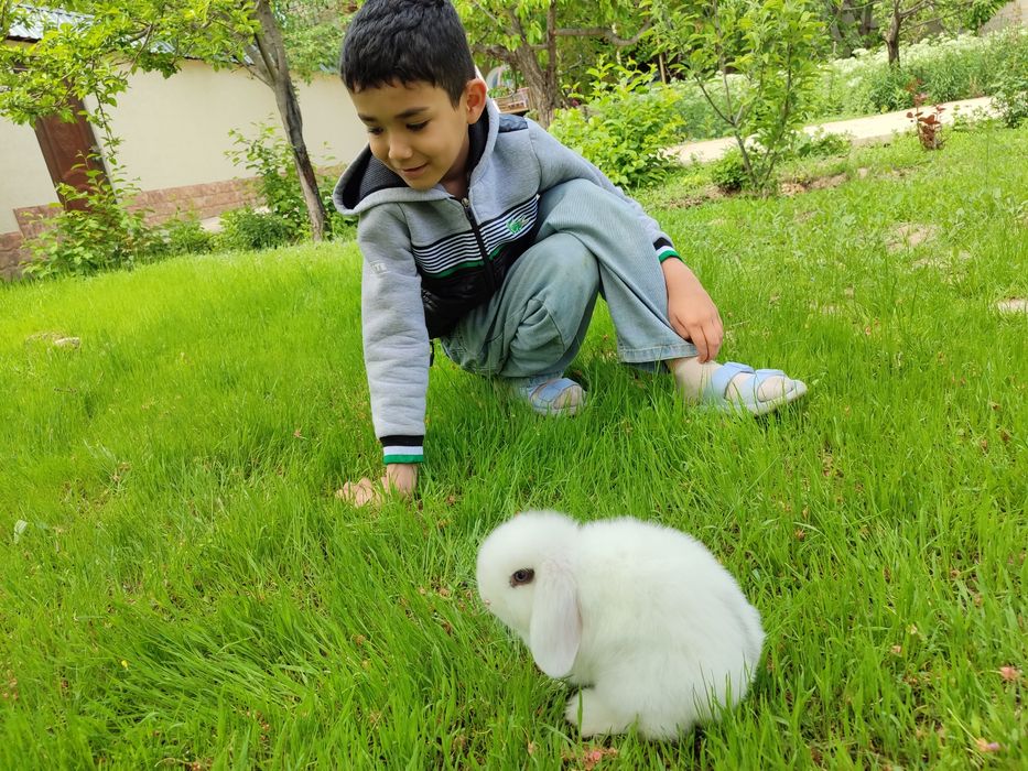 Продается кролик