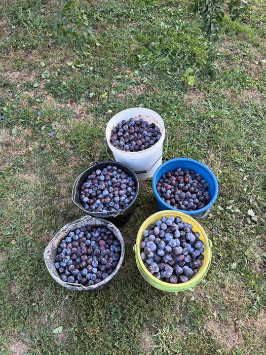 Se vinde prune ...