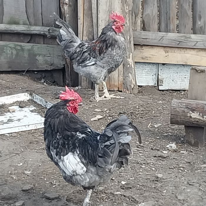 Продам породистых петухов.