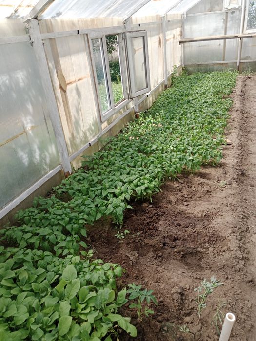 Продам рассады помидора, перец, баклажаны