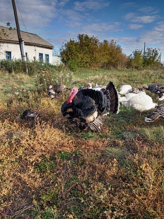 Продам индюков домашних