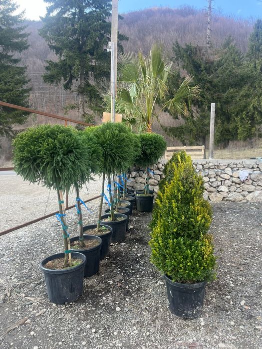 Plante ornamentale tuia leylandii smarald mesteacan