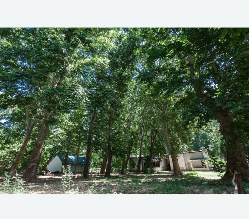 Срочно продаётся Дача - Роща Чирчик 100 соток