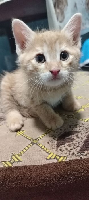 Домашний котёнок мальчик