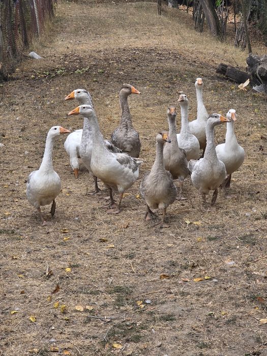 Vând gâște ,rațe mute,cocoși