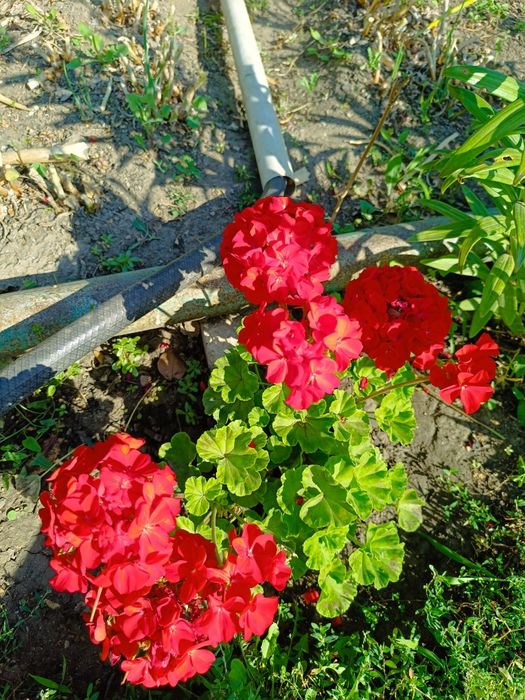 Герань цветущая пеларгония