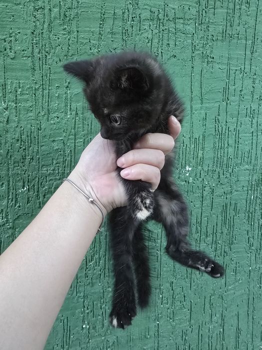 Котенок в добрые руки