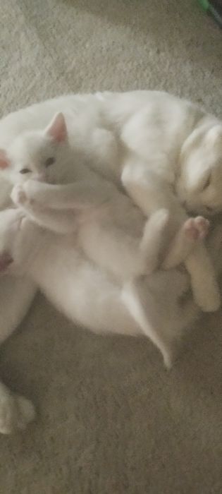 Отдам котят в добрые руки