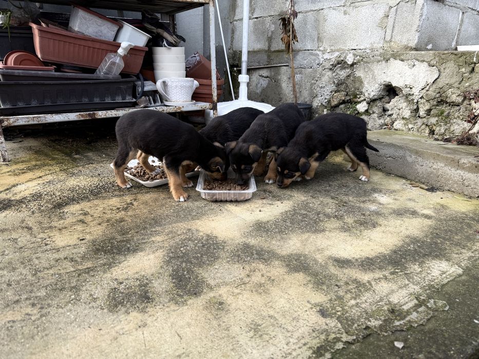 ПОДАРЯВАТ СЕ кученца на 2 месеца