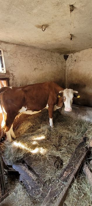 Vaca de vanzare.