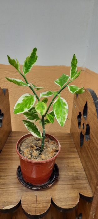 Комнатные растения. Очень красивый цветок.