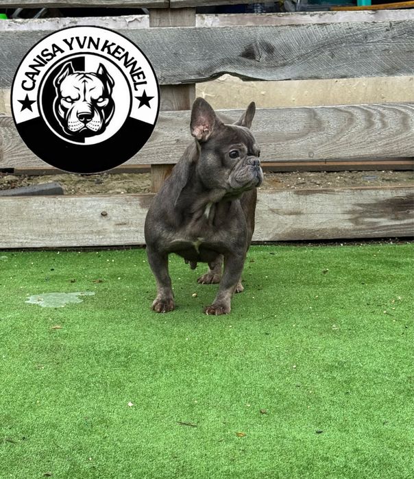 Femela buldog francez blue