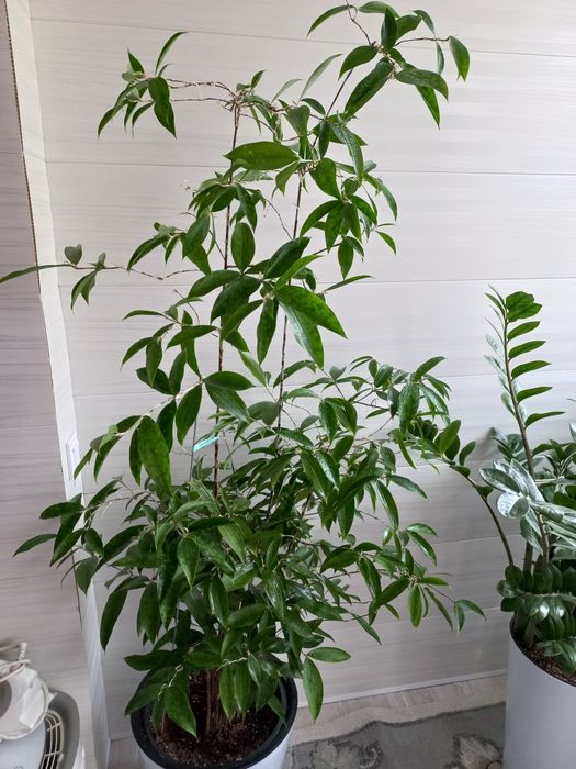 Цветок Драцена Суркулоза