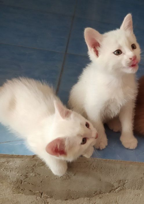 Вислоухий  Чиройли  Мушукчалар сотилади бор