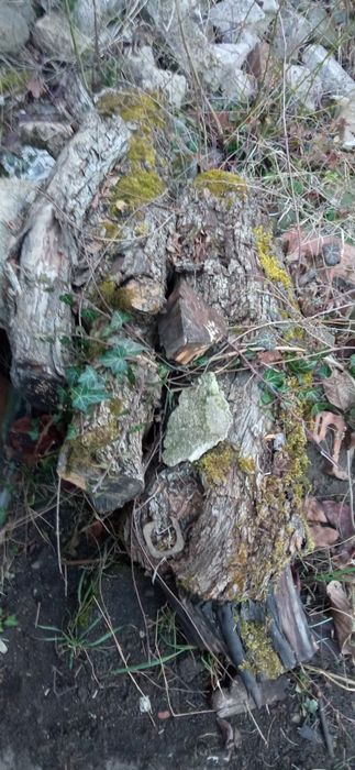 Дърва за огрев различни видове