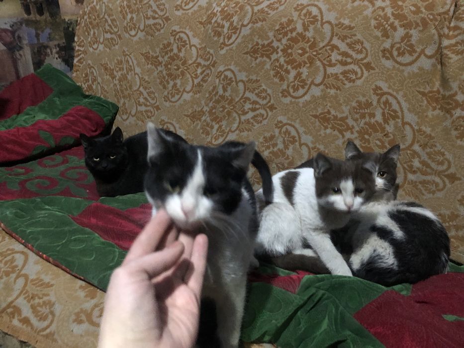 Отдам прекрасных котят центр