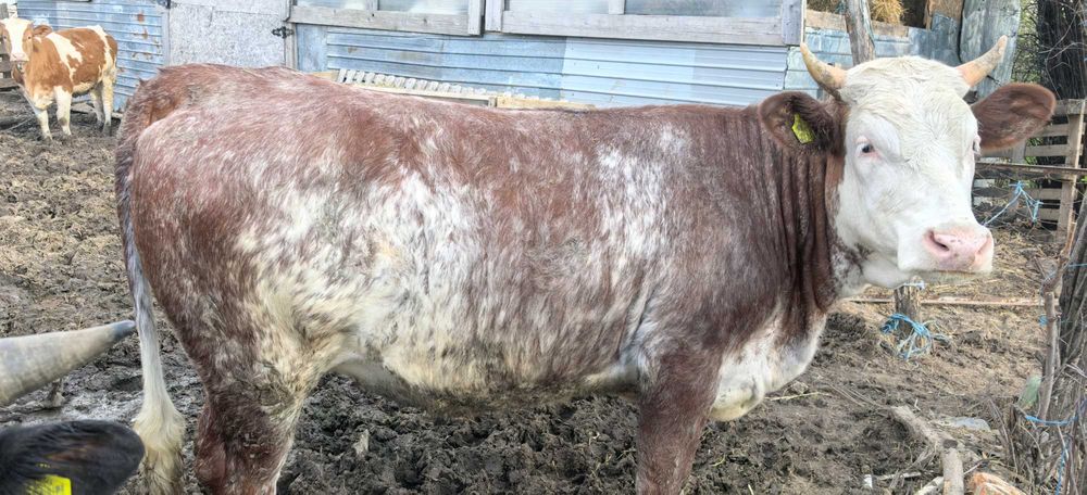 Vând viței de rasă