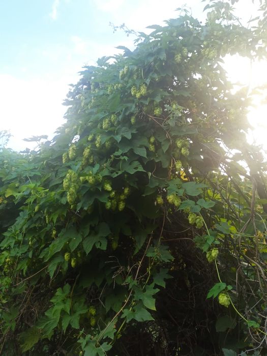 Хмель (шишки хмеля) сушеный