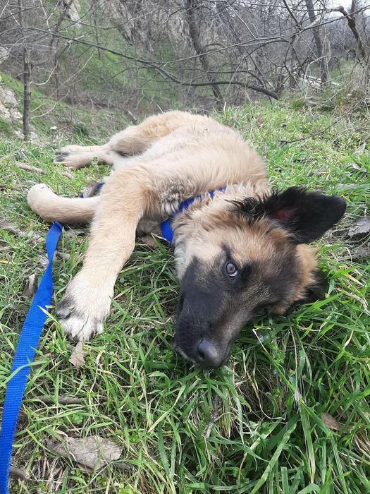 Мъжко кученце на 4-5 месеца търси спешно дом!