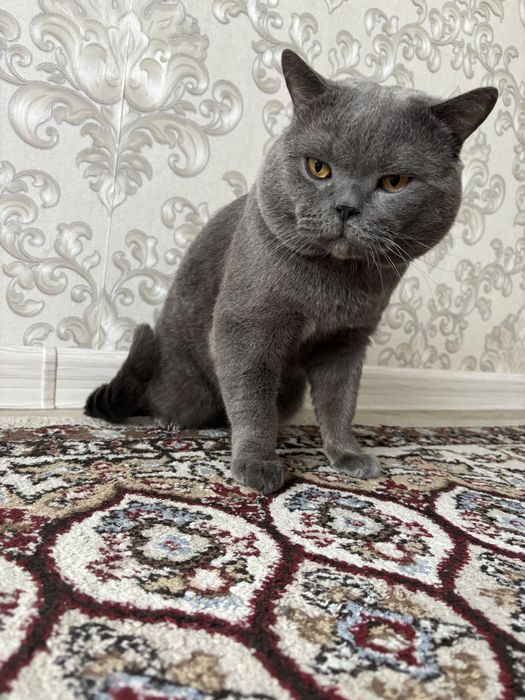 Кот британец для вязки