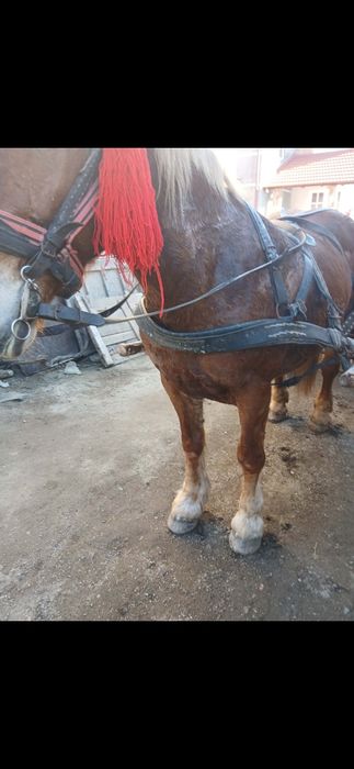 Iapa de 8 ani gestanta