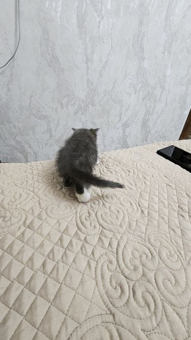 Отдам котенка девочка в хорошие руки