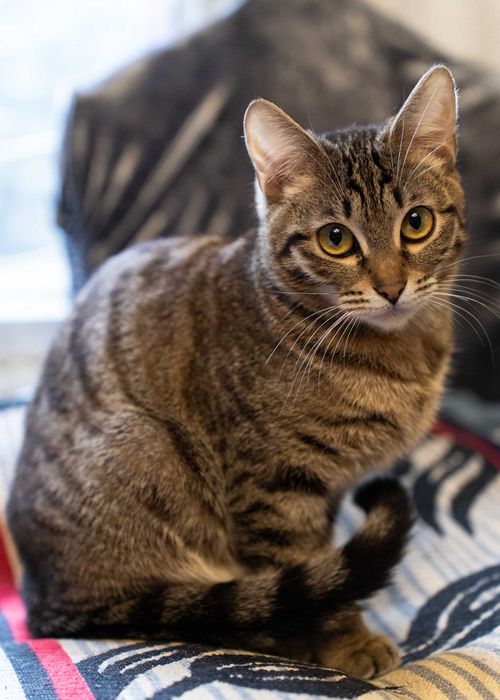 Котёнок девочка 7 месяцев