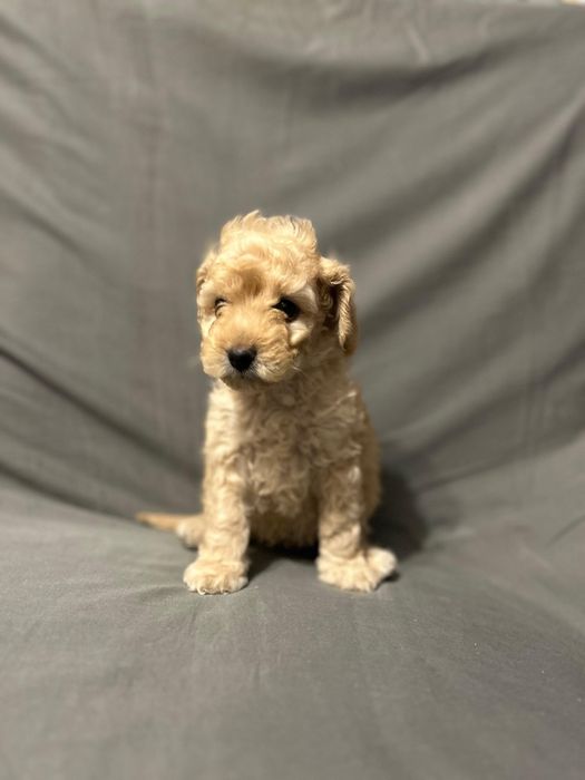 Продам щенков мальтипу