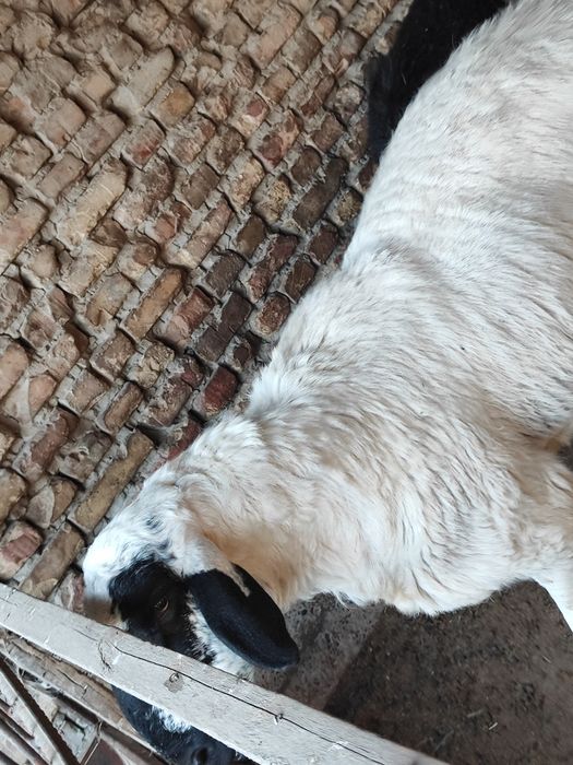 Qo'chqorlar sotiladi tezda badani semiz yeyishi