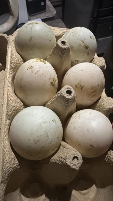 Vand ouă de rata indiana pentru consum/incubare