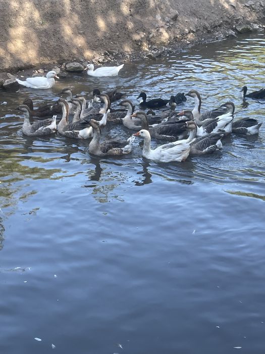 De vanzare Gascani Americane / Africane