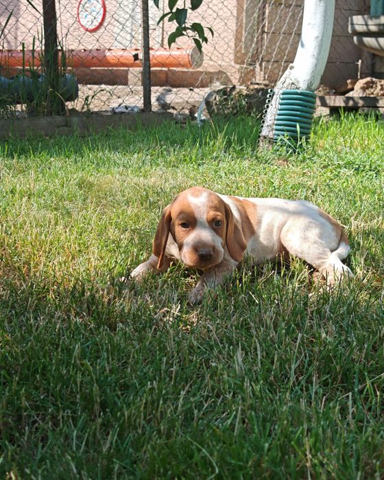 Pui Brac German 7 saptamani Vaccinati