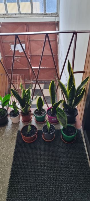 Sansevieria / Limba soacrei