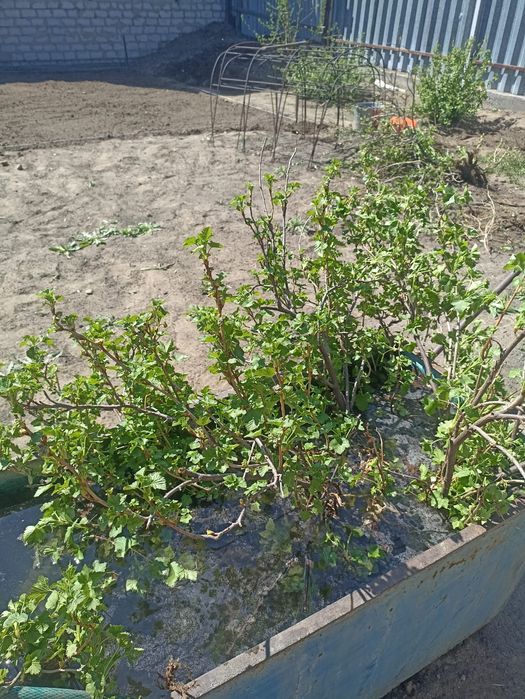 4 куста смородины по 2000 каждый, полмешка картошки 2000 тг