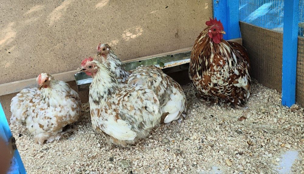 Карлик Парселан Оксар сотувда камёб зот